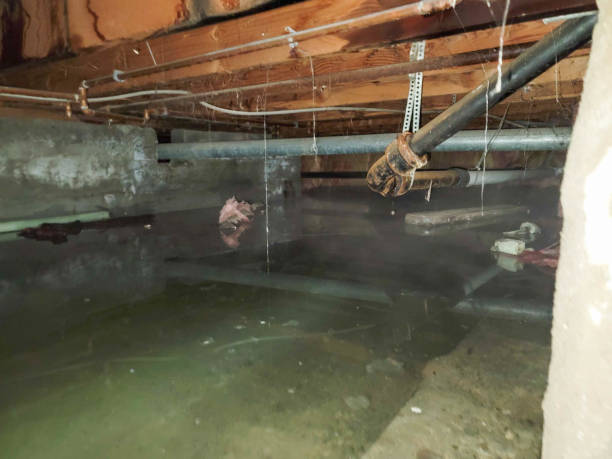 Best Local water damage restoration  in Meridian, CO
