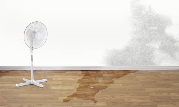 Best Basement water damage restoration  in Meridian, CO